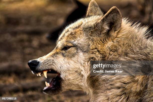 Grey Wolf Side View Photos and Premium High Res Pictures - Getty Images