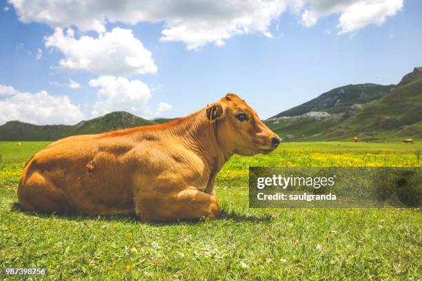 a calf sitting on flowering field - sunny leon stock pictures, royalty-free photos & images