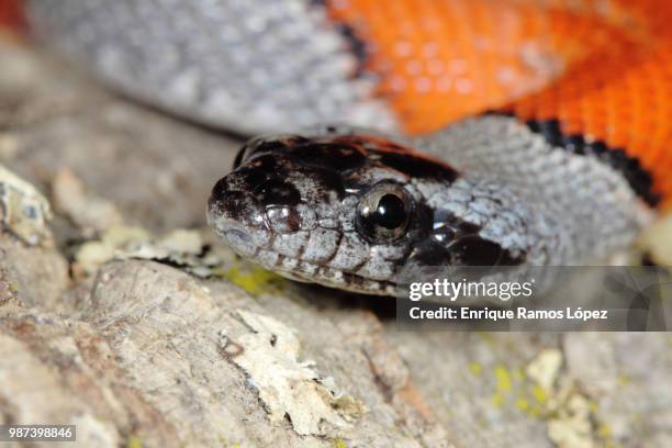 false coral snake - coral snake stock pictures, royalty-free photos & images