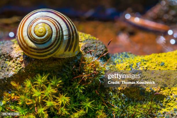 a snail shell without a snail in the garden - garden snail stock pictures, royalty-free photos & images