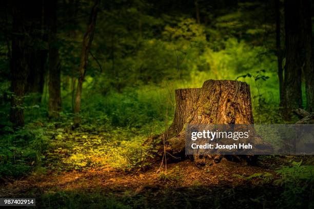Ol Stumpy 83 Heh Stock Photos, High-Res Pictures, and Images - Getty Images