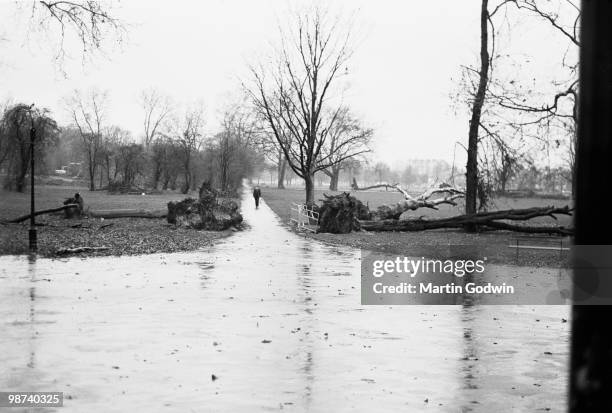 Man Walking though Clapham Common with fallen trees after the Great Storm, November 1987.