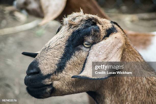goat - wickham stock pictures, royalty-free photos & images