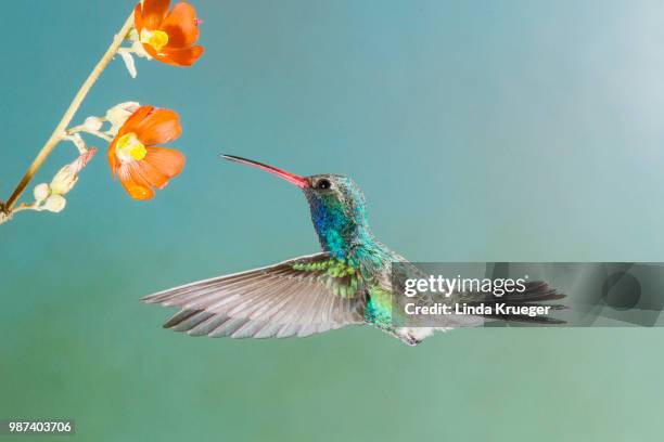 broad billed hummingbird - broad billed hummingbird stock pictures, royalty-free photos & images
