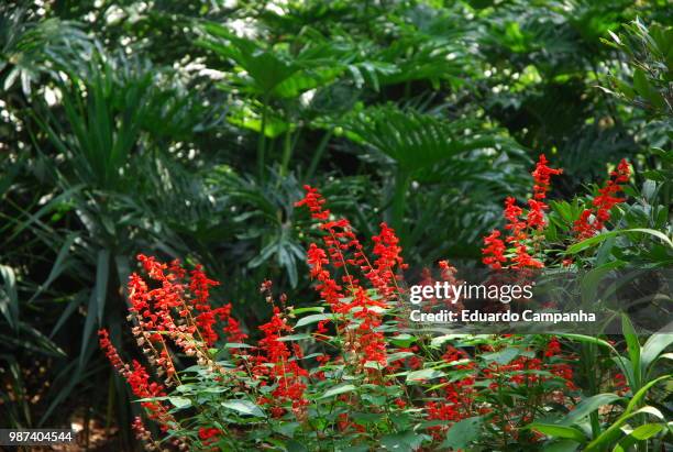 jardim do zoo - jardim fotografías e imágenes de stock