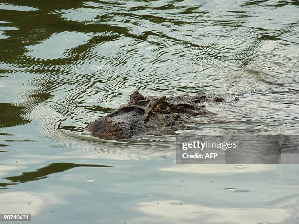 Caiman is seen in a river nearby the Iguacu Falls on the Argentinian side on April 27, 2010. The Falls, declared a World Heritage Area by UNESCO in...