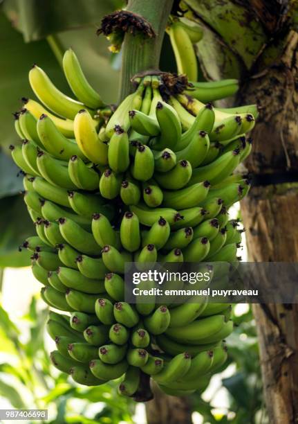 banane - banane stock pictures, royalty-free photos & images