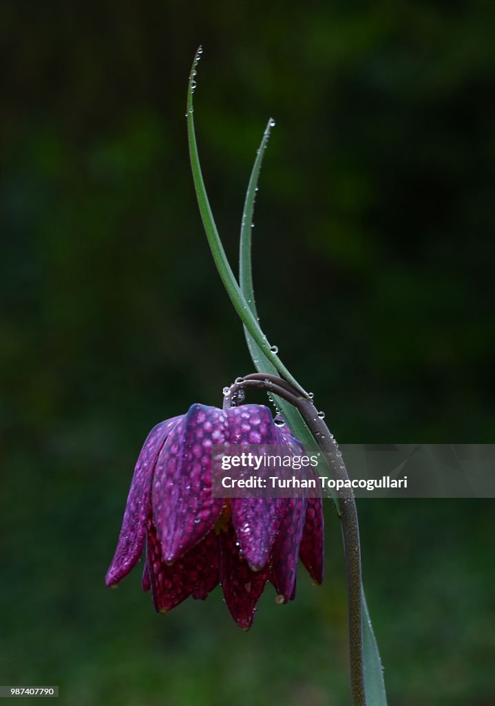 The elegance of the chess flower