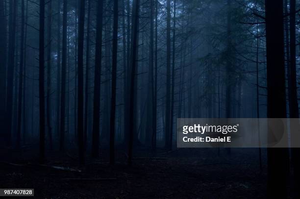 enjoy the silence ii - forest fog stock pictures, royalty-free photos & images