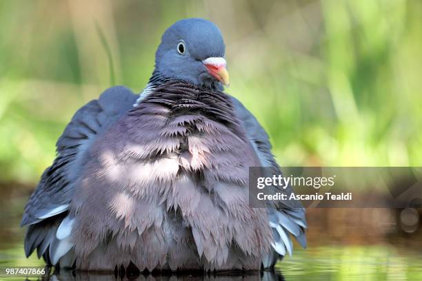 wood pigeon - columba palumbus - columbiformes stock pictures, royalty-free photos & images