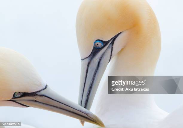 high key northern gannet - northern gannet stock-fotos und bilder