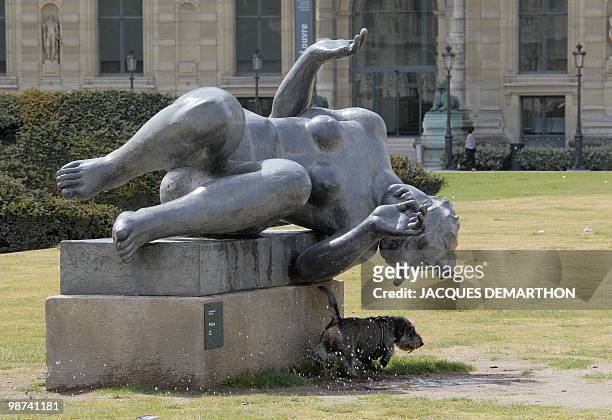 Dog relieves itself on French sculptor Aristide Maillol "Riviere" statue erected in the Carrousel gardens in Paris, on April 29, 2010. Part of the...
