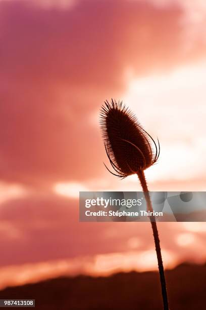 thistle and sunset / chardon et coucher de soleil - coucher de soleil fotografías e imágenes de stock