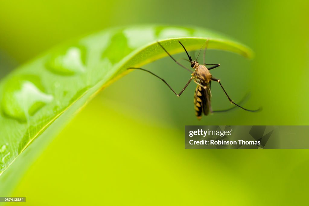 Mosquito on a leaf