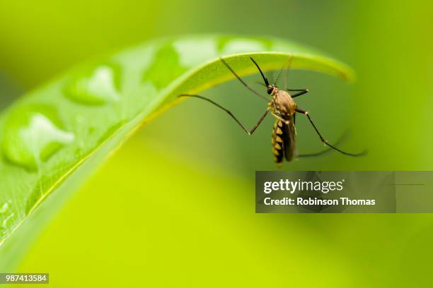 mosquito on a leaf - mygga bildbanksfoton och bilder