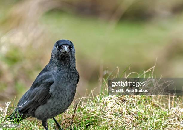 black bird - black bird stock pictures, royalty-free photos & images