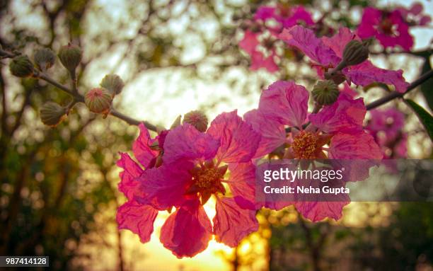 sun setting behind queen's crape myrtle tree - neha gupta stock pictures, royalty-free photos & images