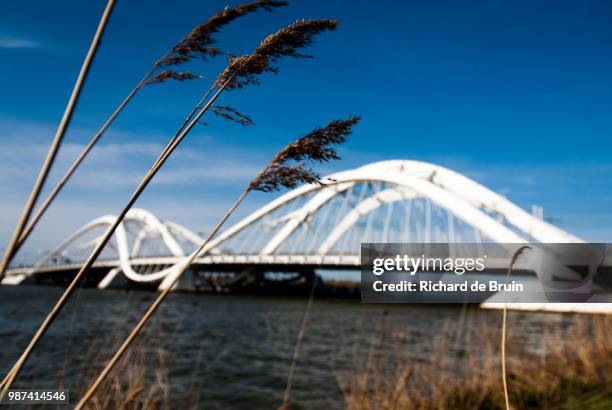 diemen,netherlands - bruin fotografías e imágenes de stock