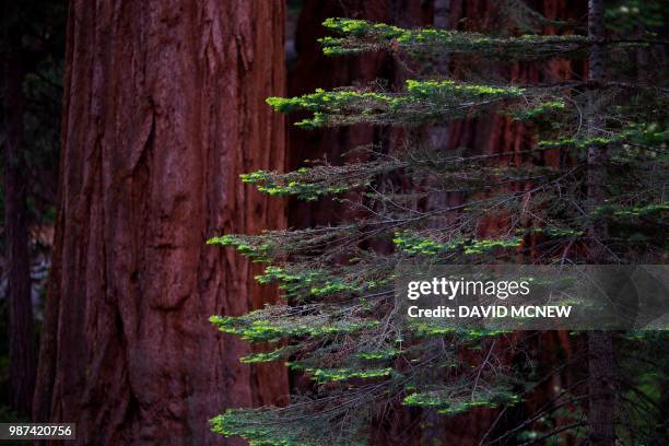 Sequoia trees are seen in the Mariposa Grove of Giant Sequoias on May 21, 2018 in Yosemite National Park, California which recently reopened after a...