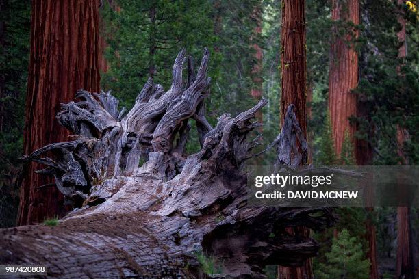 The Fallen Monarch sequoia tree is seen in the Mariposa Grove of Giant Sequoias on May 20, 2018 in Yosemite National Park, California which recently...
