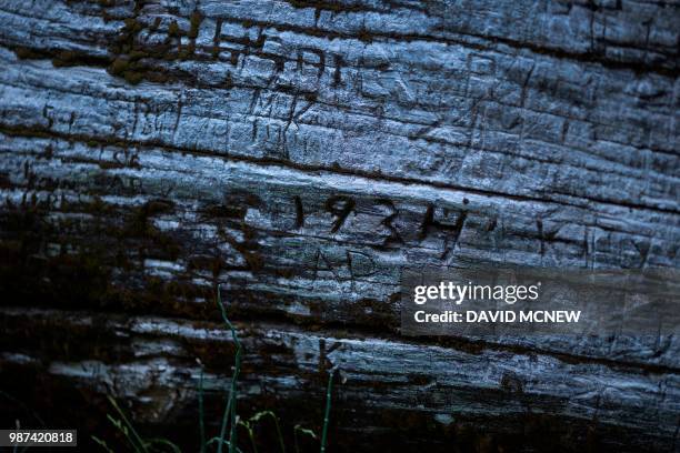 Carved graffiti dated 1934 is seen on the Fallen Monarch tree in the Mariposa Grove of Giant Sequoias on May 21, 2018 in Yosemite National Park,...