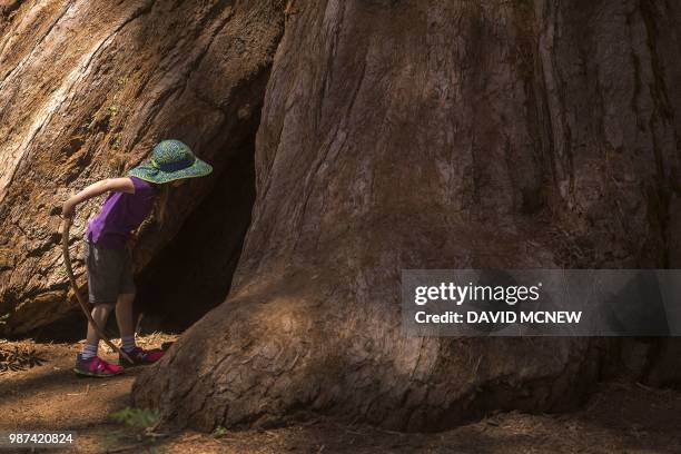 Girl investigates the base of a sequoia tree in the Mariposa Grove of Giant Sequoias on May 21, 2018 in Yosemite National Park, California which...