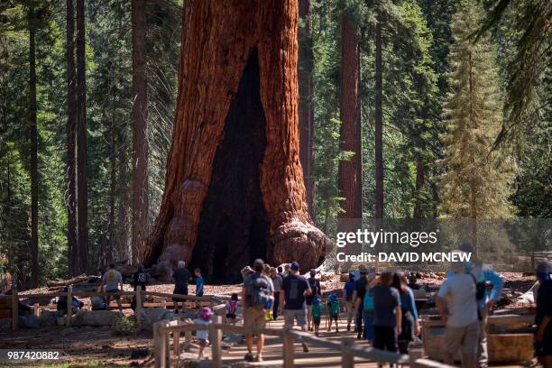 Visitors look at the Grizzly Giant tree in the Mariposa Grove of Giant Sequoias on May 21, 2018 in Yosemite National Park, California which recently...