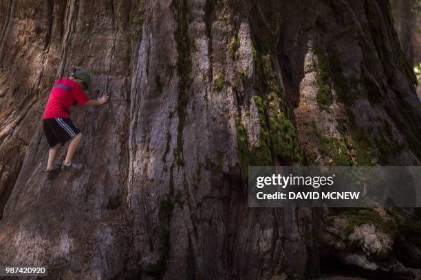 Boy climbs the base of a sequoia tree at the Mariposa Grove of Giant Sequoias on May 21, 2018 in Yosemite National Park, California which recently...