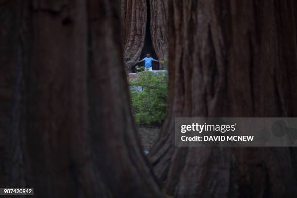 Man spreads his arms among sequoia trees at the Mariposa Grove of Giant Sequoias of giant sequoias on May 20, 2018 in Yosemite National Park,...