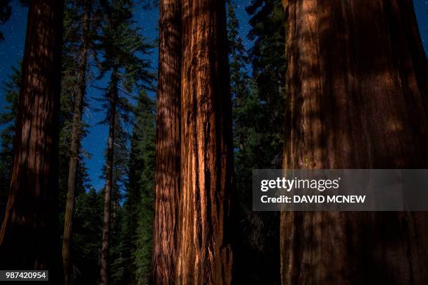 Sequoia trees are seen under a starry sky in the Mariposa Grove of Giant Sequoias on May 21, 2018 in Yosemite National Park, California which...