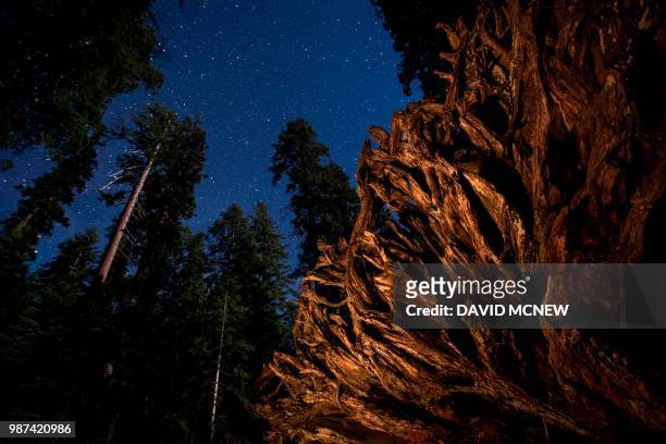 Sequoia trees, both standing and fallen, are seen under a starry sky at the Mariposa Grove of giant sequoias on June 20, 2018 in Yosemite National...
