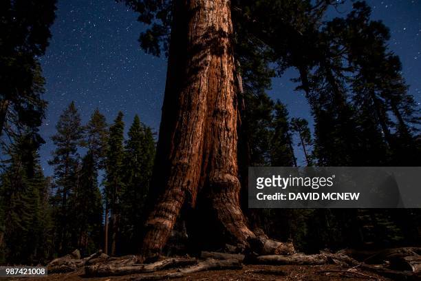 The Grizzly Giant sequoia tree is seen under a starry sky in the Mariposa Grove of Giant Sequoias on May 21, 2018 in Yosemite National Park,...