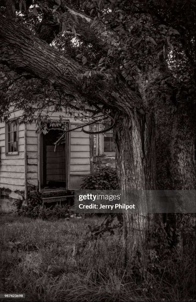 Abandoned house and old Tree
