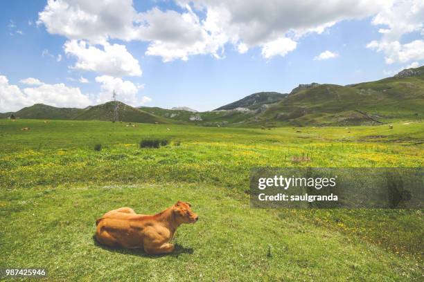 a calf sitting on a green meadow - sunny leon stock pictures, royalty-free photos & images