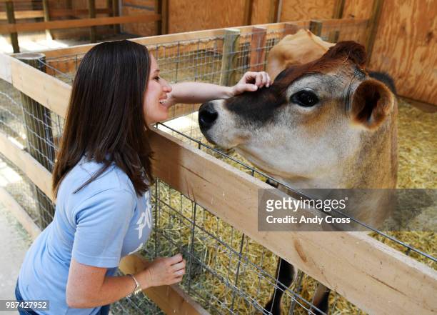 Middle school teacher Sarah Hewson rubs the snout of Tito the jersey cow at Luvin' Arms animal sanctuary June 14, 2018. Hewson was named PETA's...