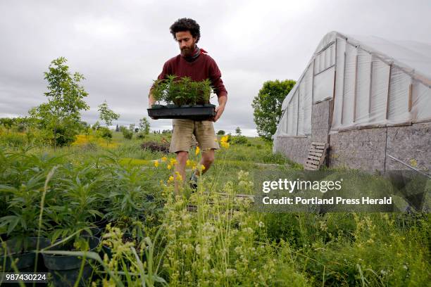 Ben Rooney, co-owner of Wild Folk Farm, moves hemp clones in preparation for planting. The farm is growing about 300 organic hemp plants this year....