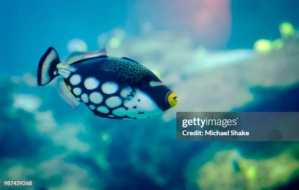 tropical fish - clown triggerfish stock pictures, royalty-free photos & images