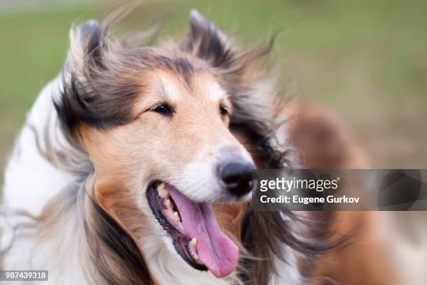 rough collie dog in wind - rough collie stockfoto's en -beelden