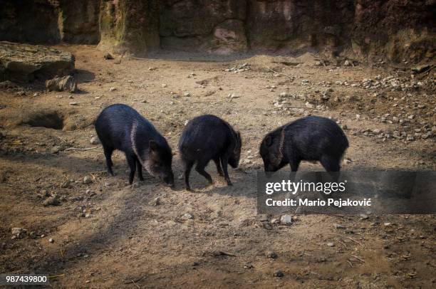 three piglets - peccary stock pictures, royalty-free photos & images
