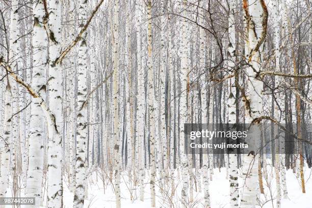 white birch - birch tree forest stock pictures, royalty-free photos & images