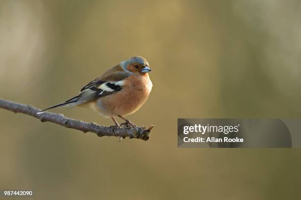 male chaffinch perched on a branch.jpg - finch 個照片及圖片檔