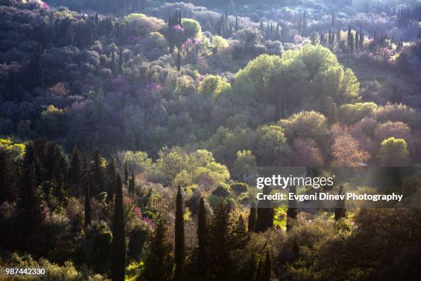 colorfull forest with cypress trees on corfu island - evgeni dinev stock pictures, royalty-free photos & images