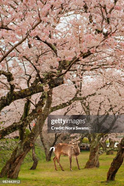 a male deer - wild cherry tree - fotografias e filmes do acervo