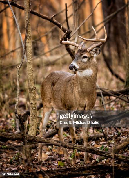 white tail deer buck - white tail buck stock-fotos und bilder