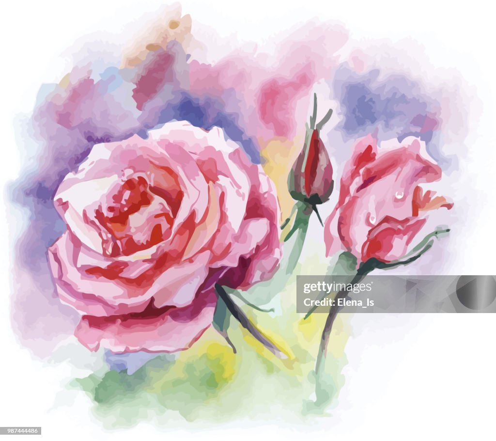 Två blommor rosor på vit bakgrund. akvarell