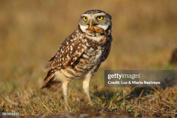 burrowing owl with mole cricket - mole cricket stock pictures, royalty-free photos & images