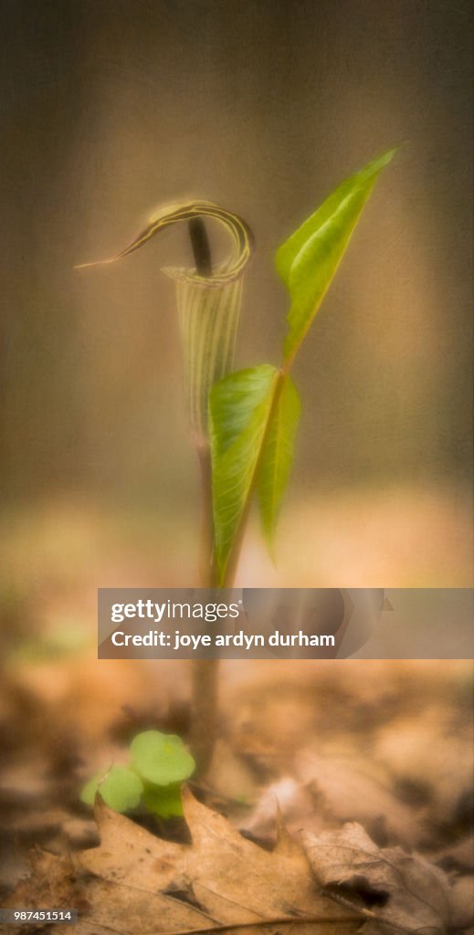 Jack in the pulpit