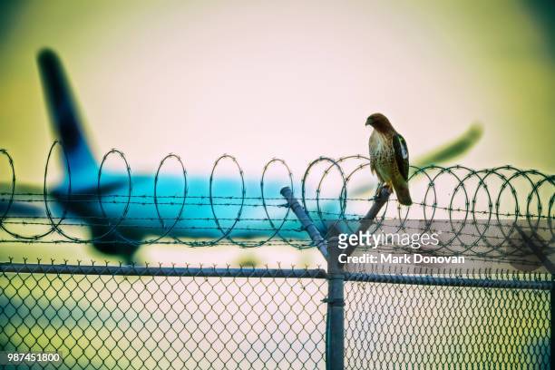 falcon a6 on guard at yvr airport. - yvr airport stock pictures, royalty-free photos & images