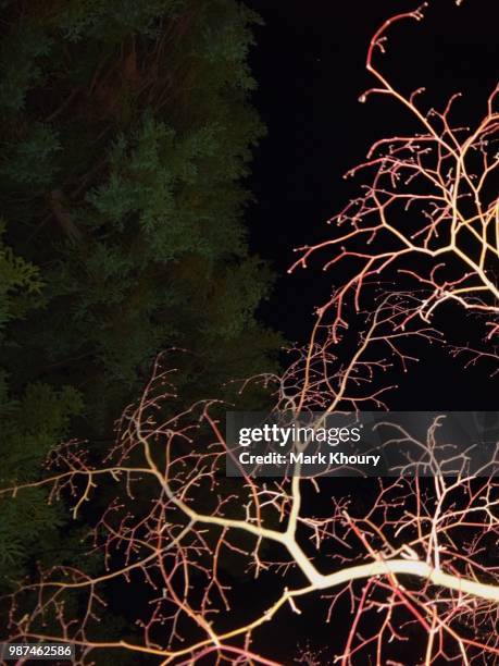 not your typical maple - canadian maple trees from below stock-fotos und bilder