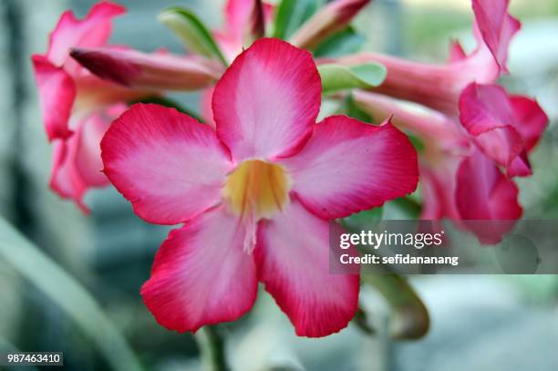 adenium - adenium stockfoto's en -beelden